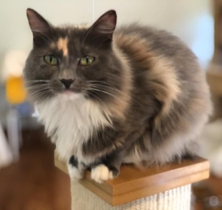 Tasha