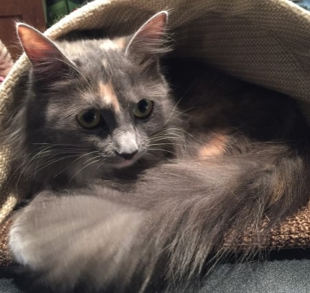 Tasha